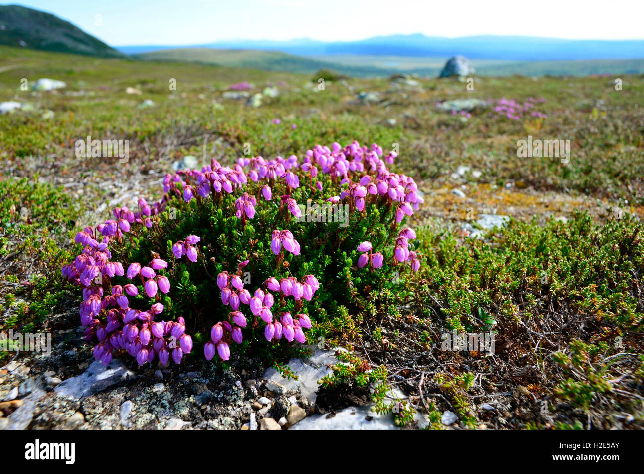 Blue Mountain Heath, Blue Mountainheath (Phyllodoce caerulea, Andromeda caerulea. Flowering plants in tundra, Sweden Stock Photo