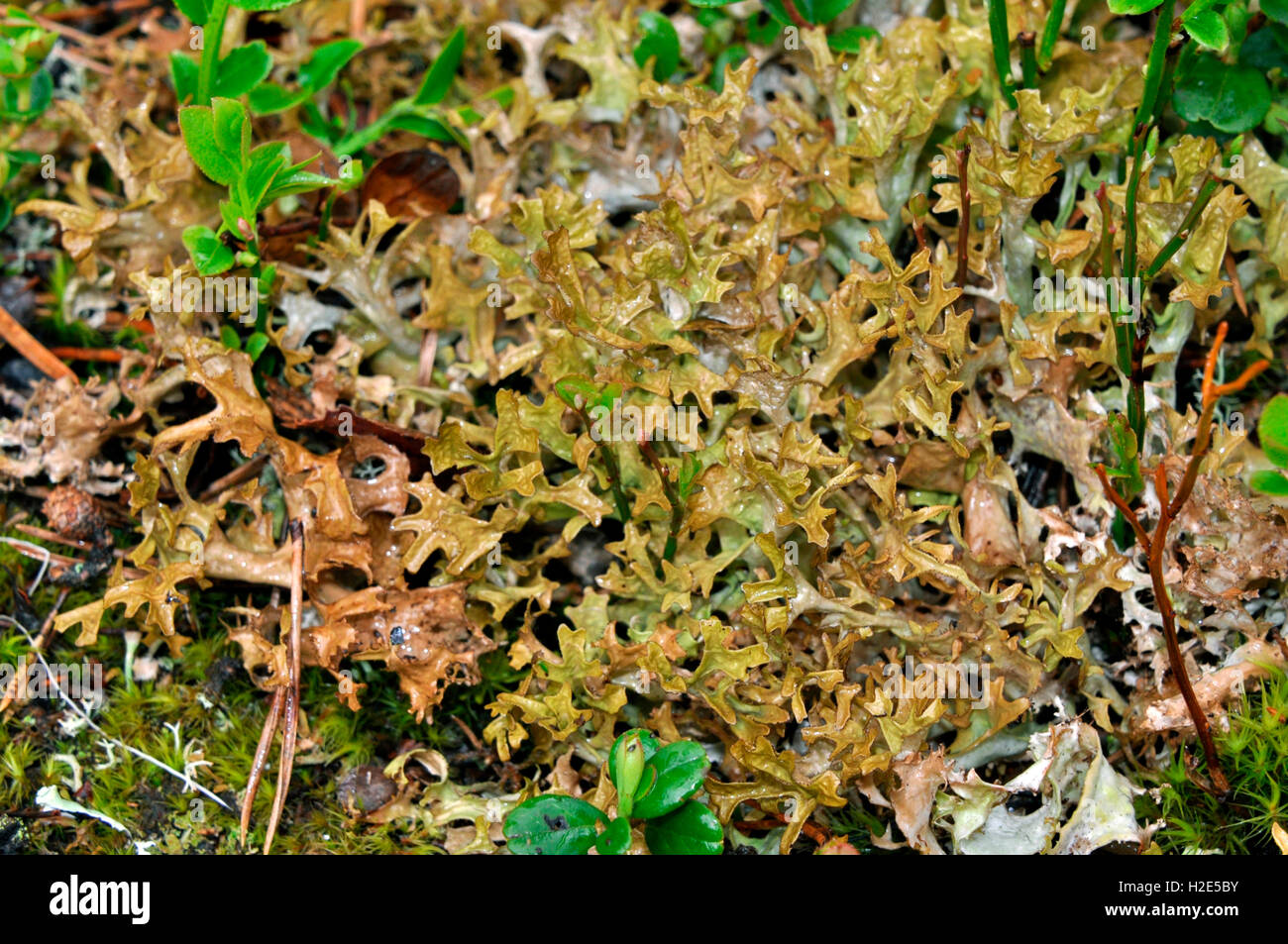 Iceland moss (Cetraria islandica), Schweden Stock Photo