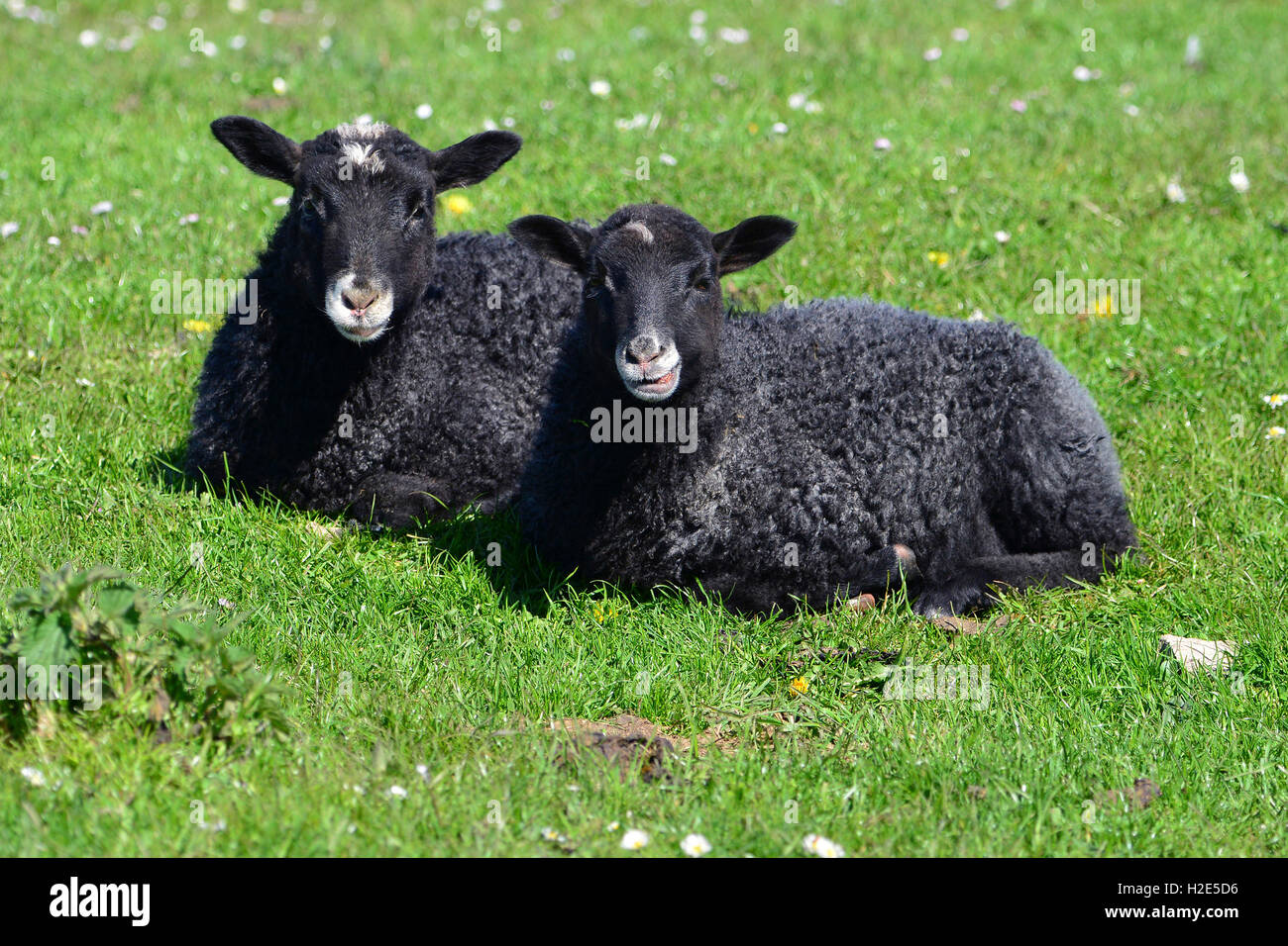 太郎　sub d2.0 black sheep Two Black Sheep Standing On Green Lawn Odd Different Cartoon