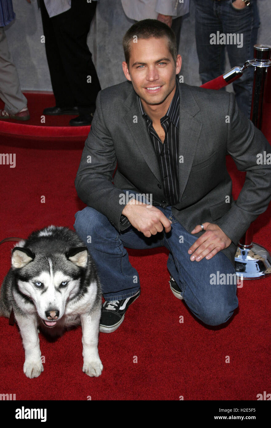 Paul Walker at the World premiere of 'Eight Below' held at the El Capitan  Theater in Hollywood, USA on February 12, 2006 Stock Photo - Alamy