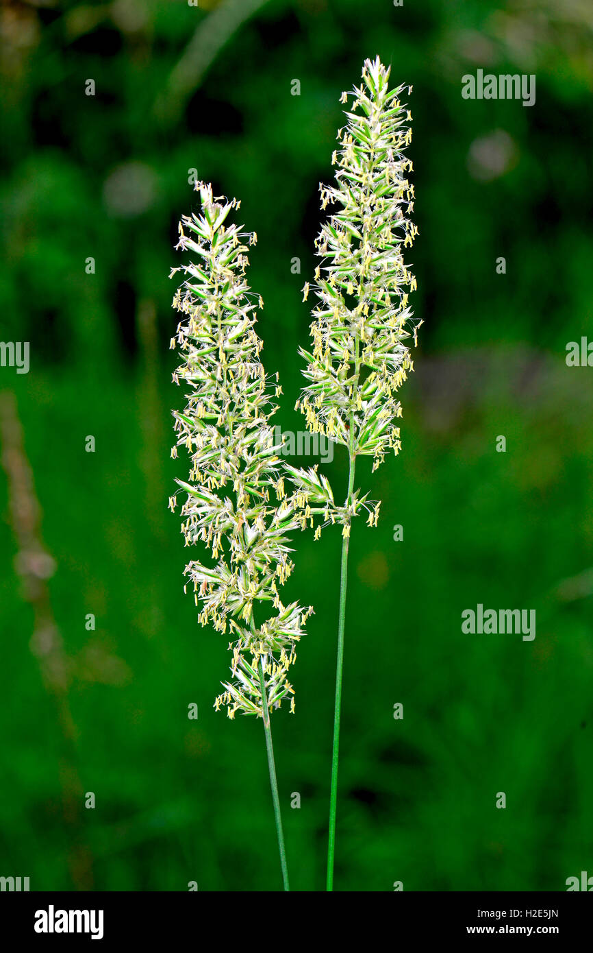 Tall Oat grass Arrhenatherum Elatius Flowering Panicles Germany tall-oat-grass-arrhenatherum-elatius-flowering-panicles-germany