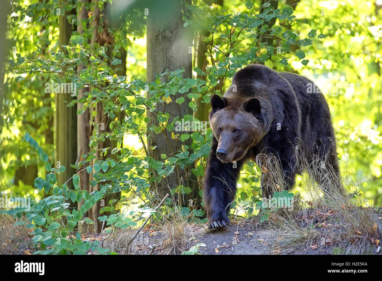 Brown bear in the forest Stock Photo