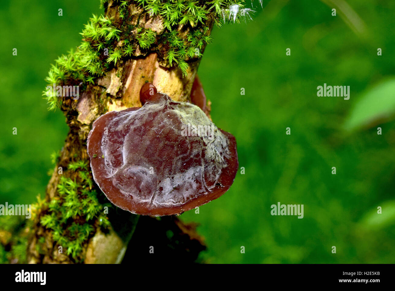 Wood Ear Fungus, Ear Fungus, Muerr Fungus or Jew's Ear (Auricularia