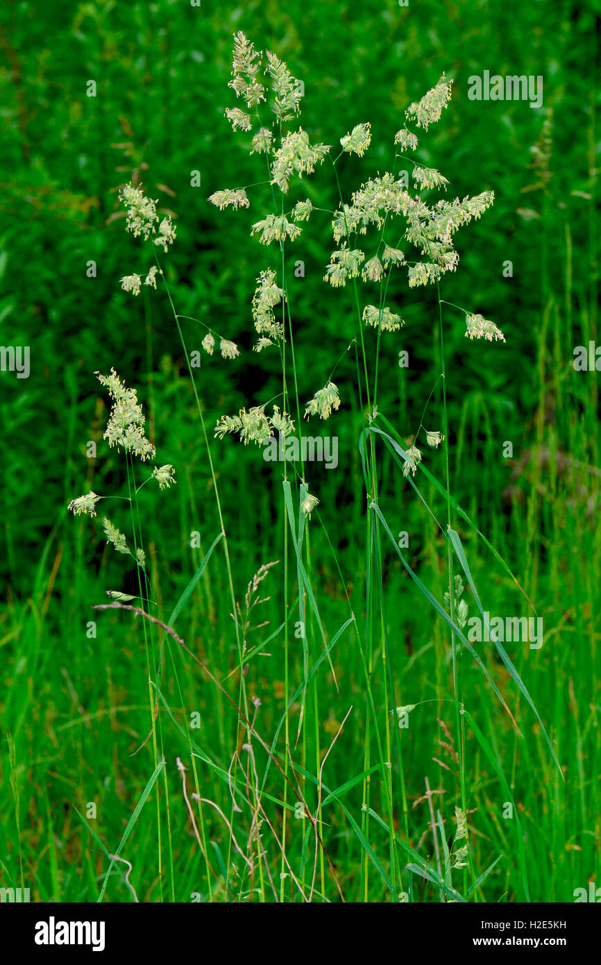 Orchard Grass Dactylis Glomerata High Resolution Stock Photography and
