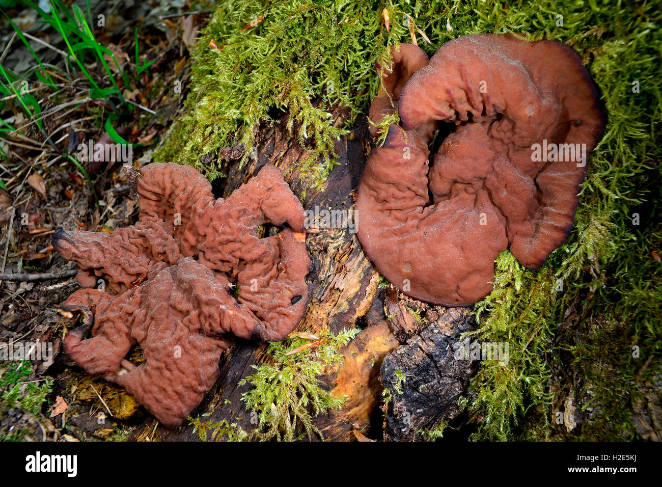 Hypoxylon multiforme, sac fungi growing on dead wood, Germany Stock Photo