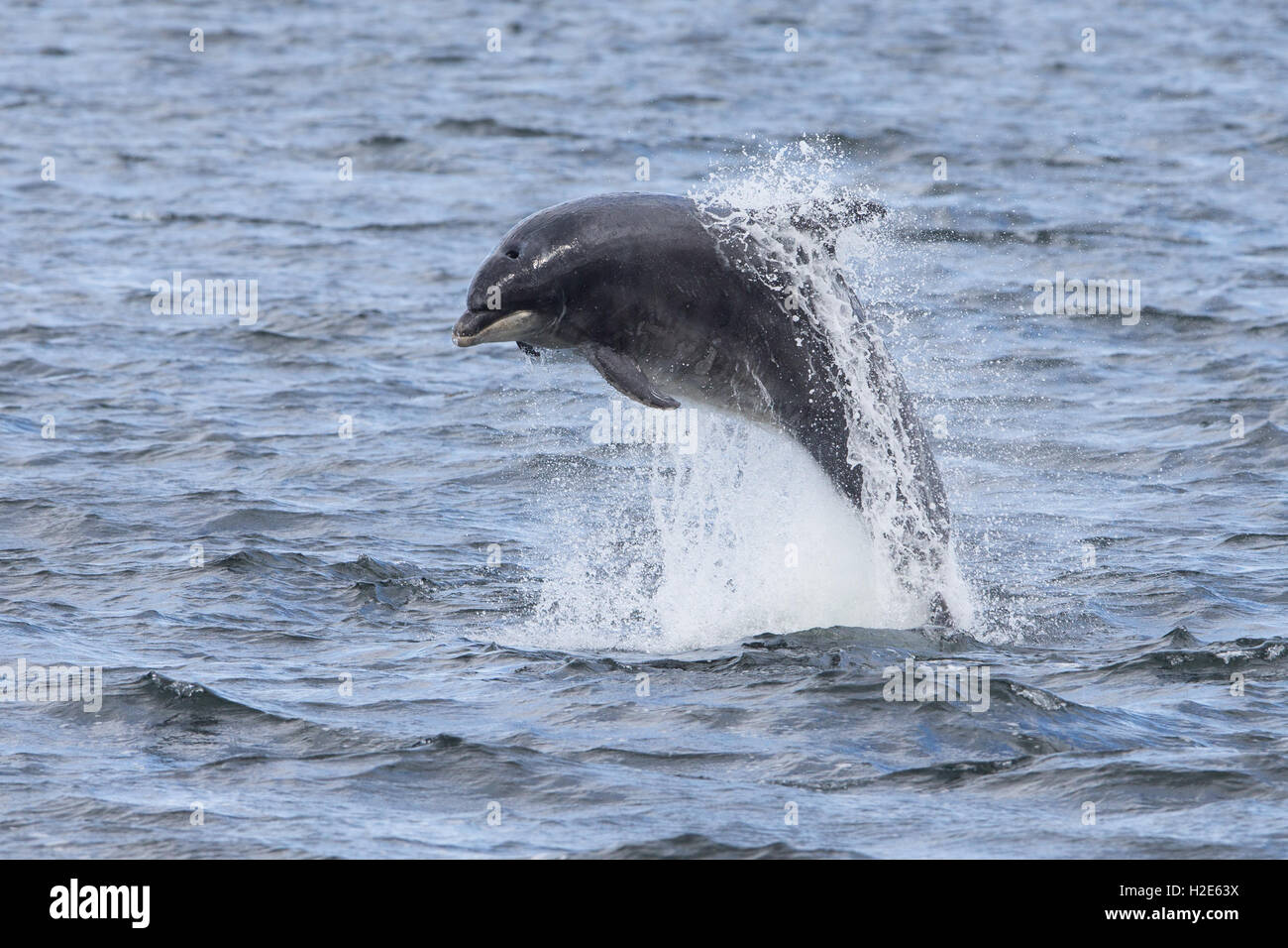 Bottlenose dolphin breaching in the Moray Firth Stock Photo