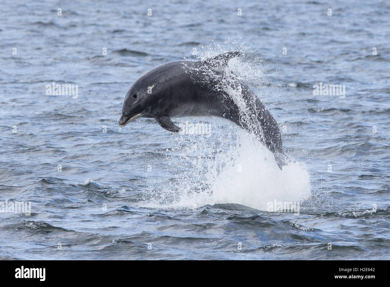 Bottlenose dolphin breaching in the Moray Firth Stock Photo