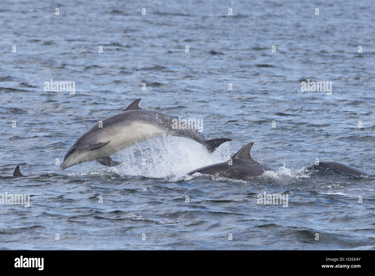 Bottlenose dolphin breaching in the Moray Firth Stock Photo