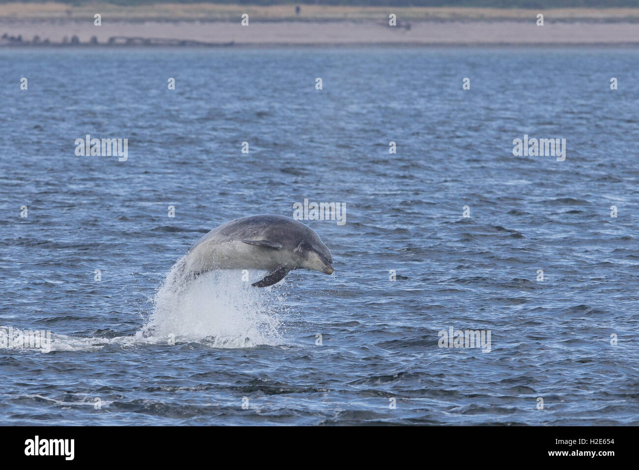 Bottlenose dolphin breaching in the Moray Firth Stock Photo