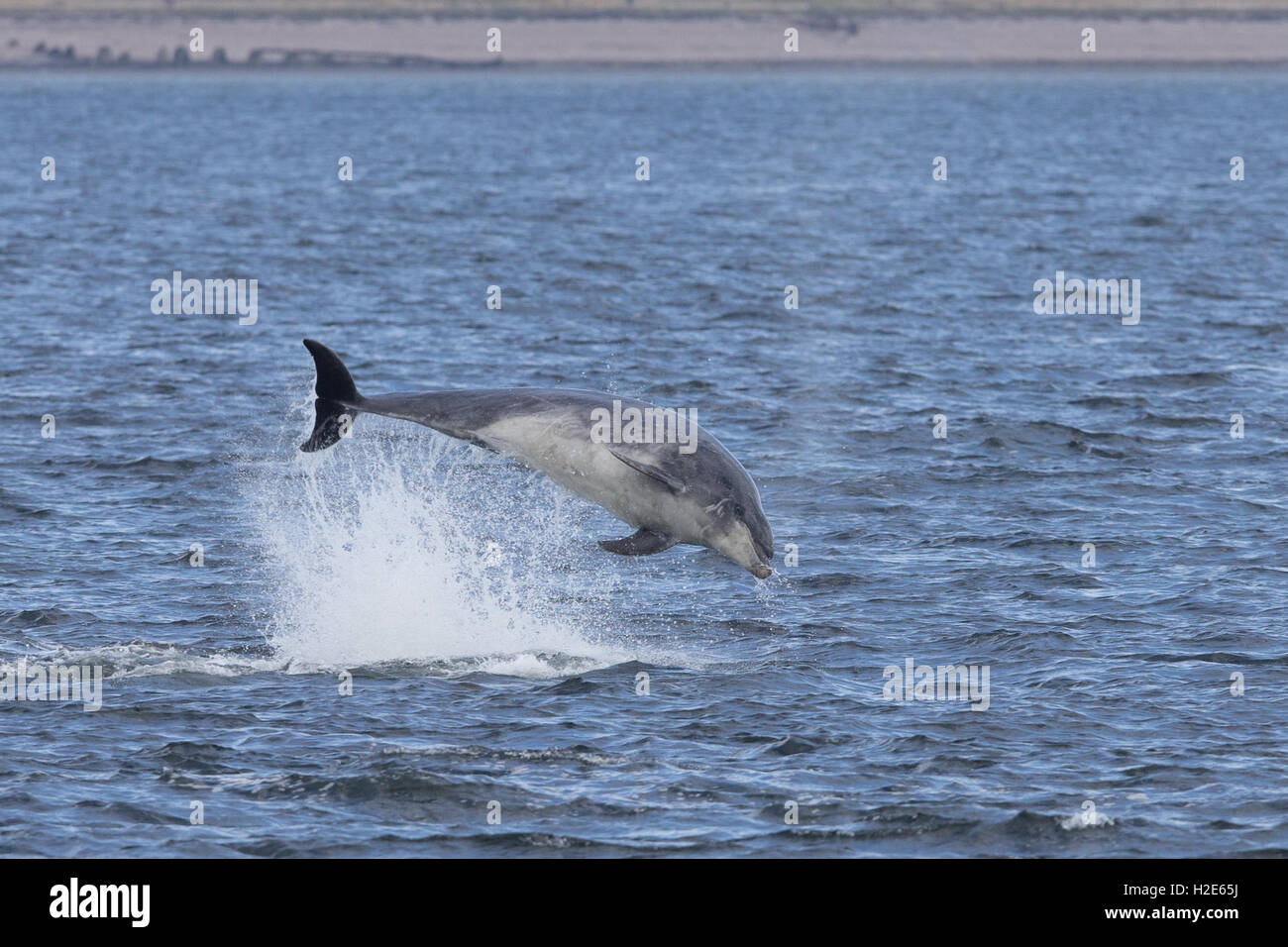 Bottlenose dolphin breaching in the Moray Firth Stock Photo