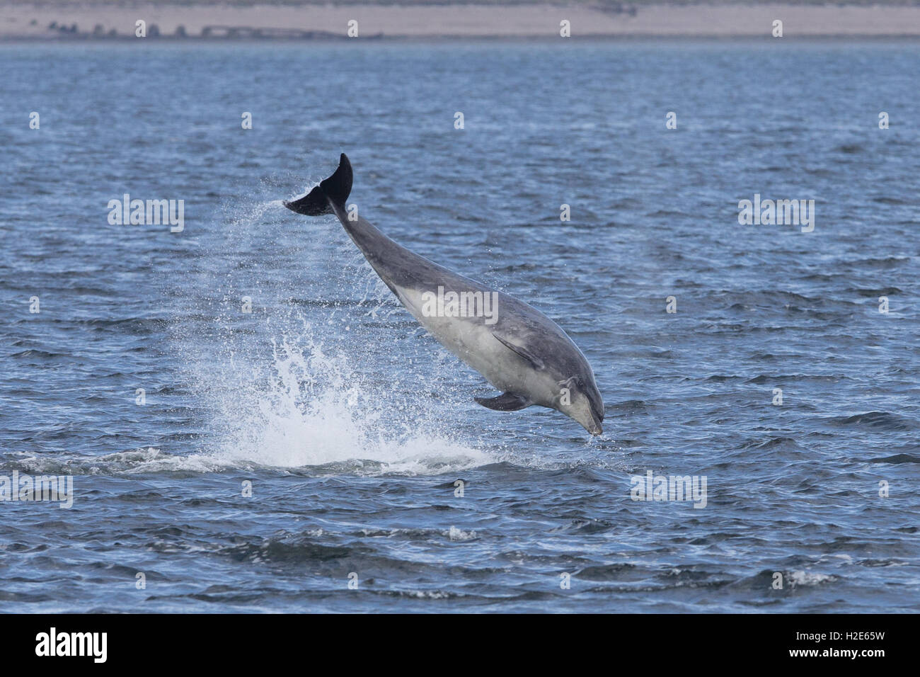 Bottlenose dolphin breaching in the Moray Firth Stock Photo