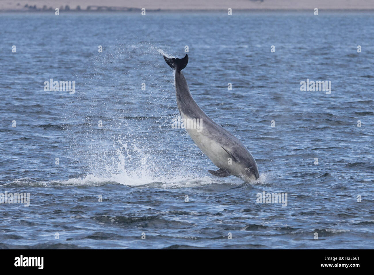 Bottlenose dolphin breaching in the Moray Firth Stock Photo