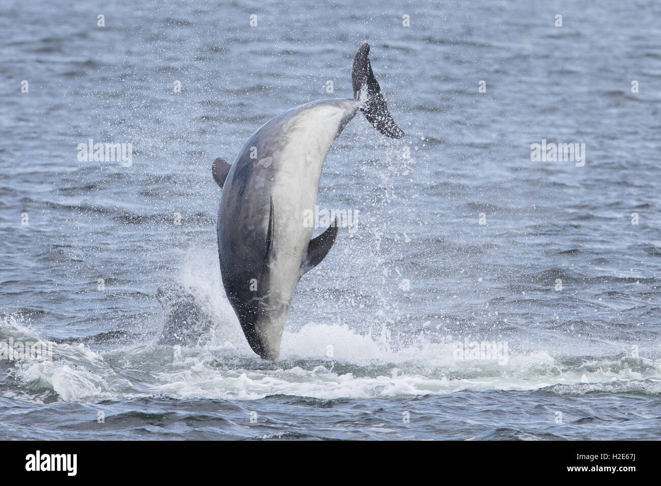 Bottlenose dolphin breaching in the Moray Firth Stock Photo