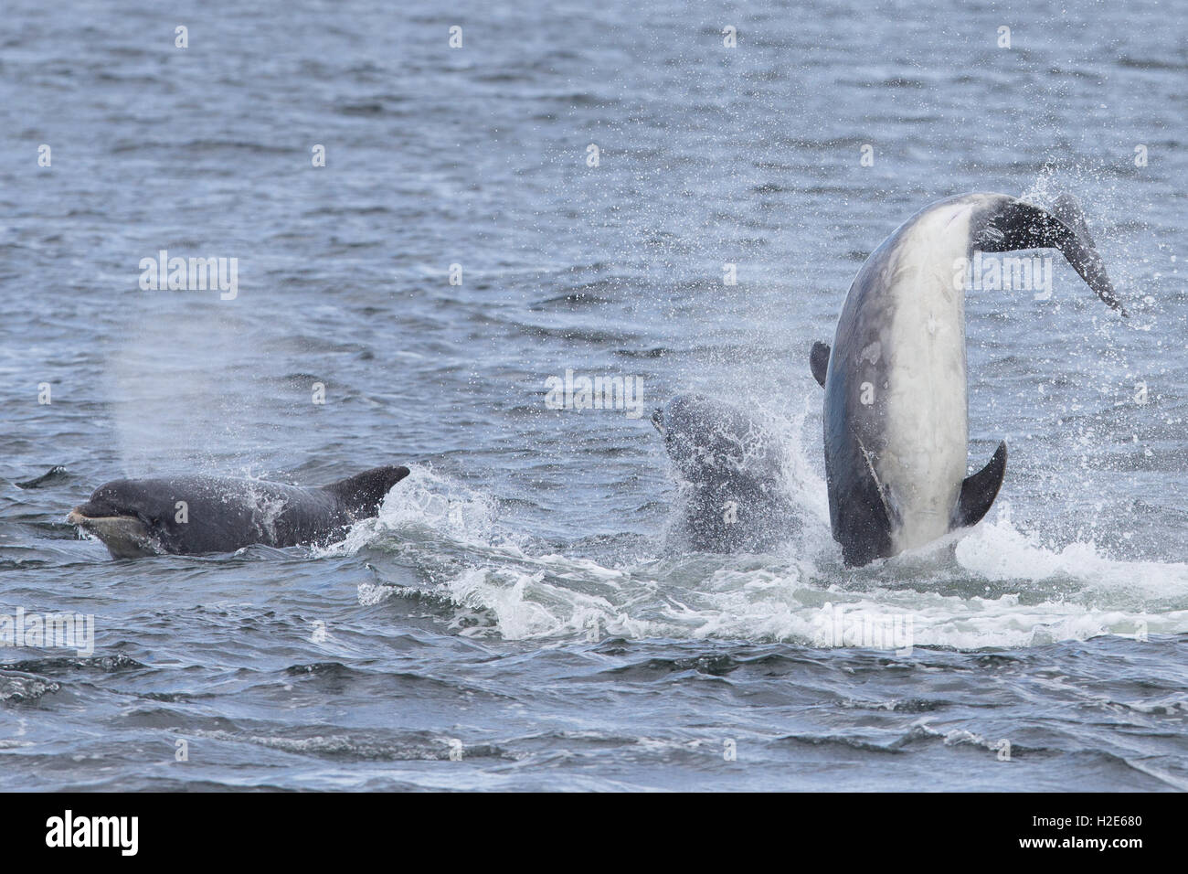 Bottlenose dolphin breaching in the Moray Firth Stock Photo