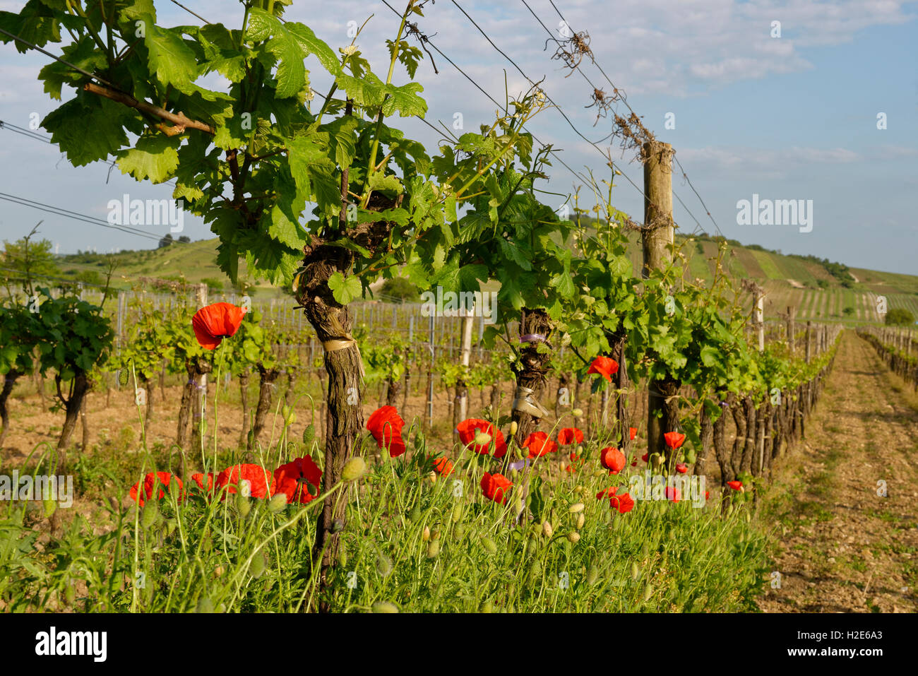 Vines and common poppies (Papaver rhoeas), vineyard, Jois, Lake Neusiedl, Burgenland, Austria Stock Photo