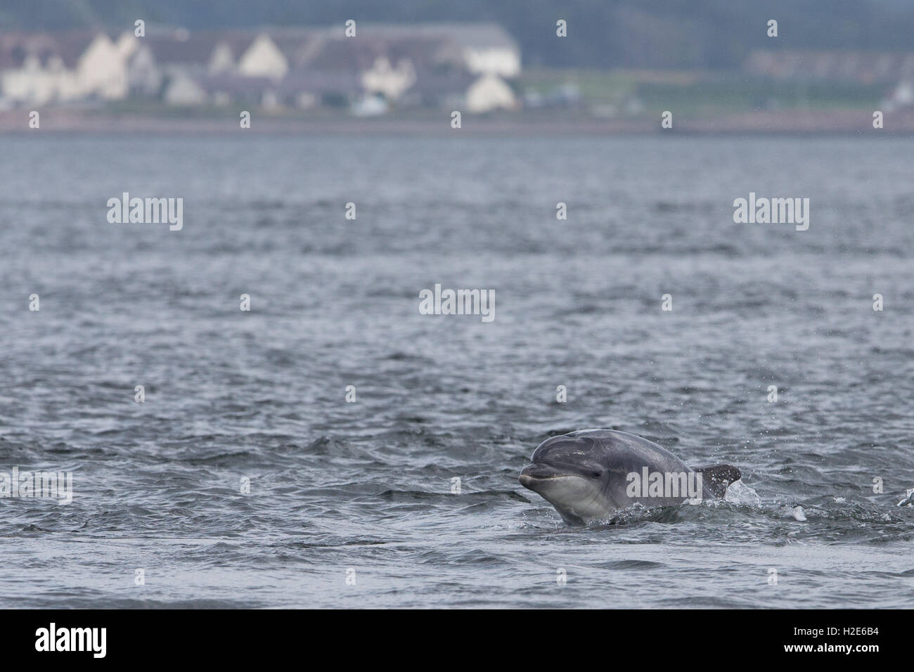 Bottlenose dolphin breaching in the Moray Firth Stock Photo