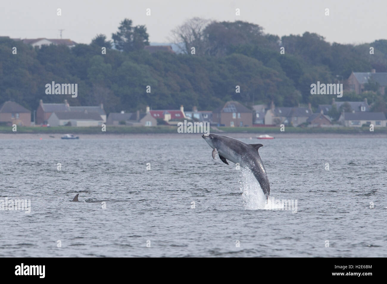 Bottlenose dolphin breaching in the Moray Firth Stock Photo
