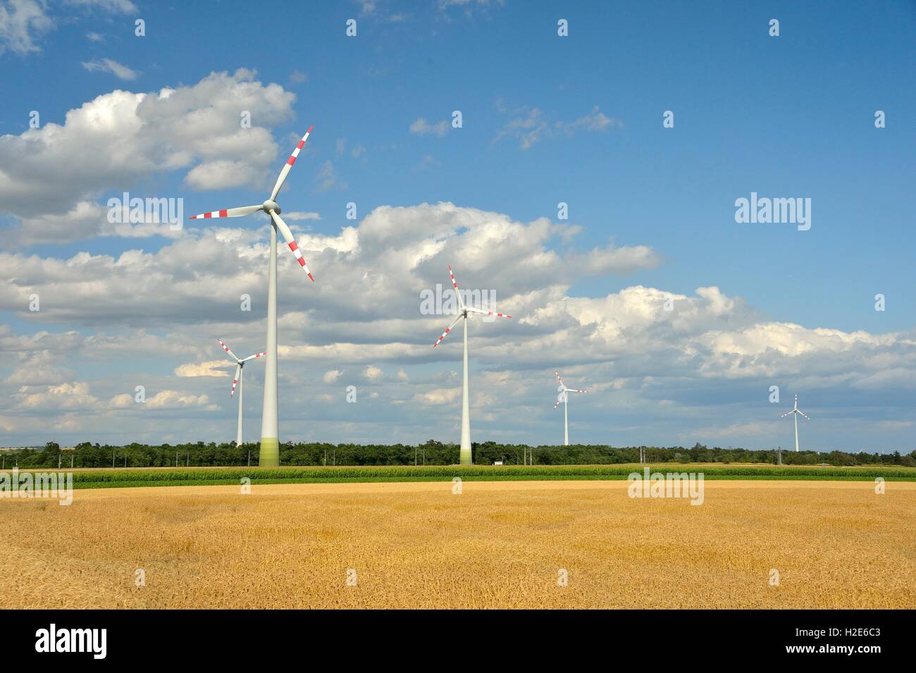 Windmills in between fields, Groß-Enzersdorf, Marchfeld, Lower Austria, Austria Stock Photo