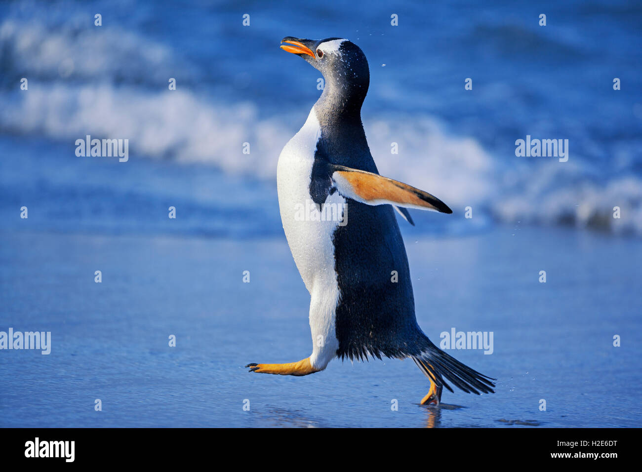 Gentoo penguin (Pygoscelis papua papua) walking at beach, Sea Lion Island, Falkland Islands, South Atlantic Stock Photo