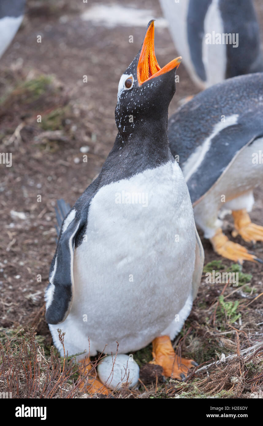 Gentoo penguin (Pygoscelis papua papua) calling, sitting on egg, Sea Lion Island, Falkland Islands, South Atlantic Stock Photo