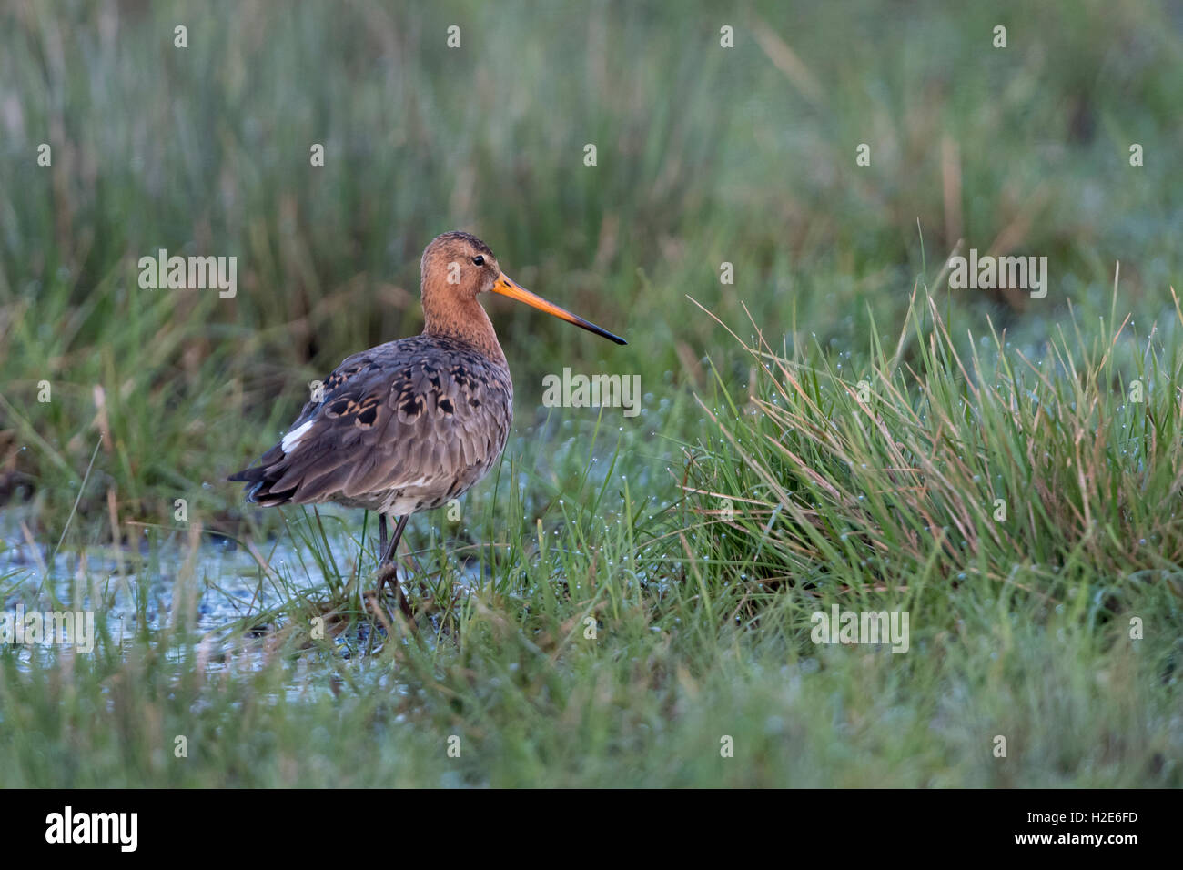 Black-tailed godwit (Limosa limosa) in wetland, Dümmer Lake, Diepholz district, Lower Saxony, Germany Stock Photo