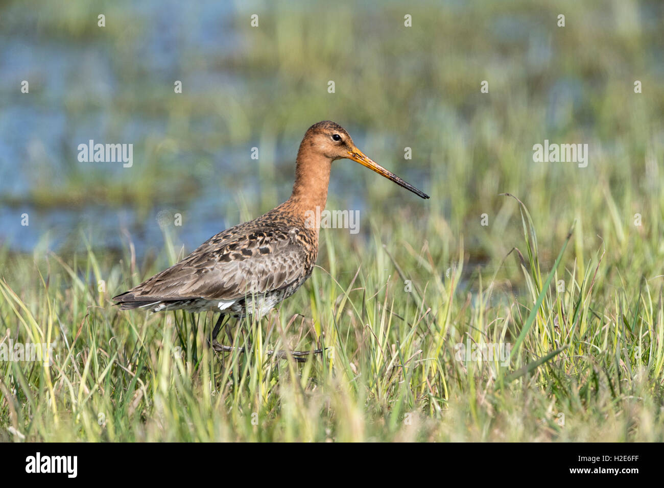 Black-tailed godwit (Limosa limosa) in wetland, Dümmer Lake, Diepholz district, Lower Saxony, Germany Stock Photo