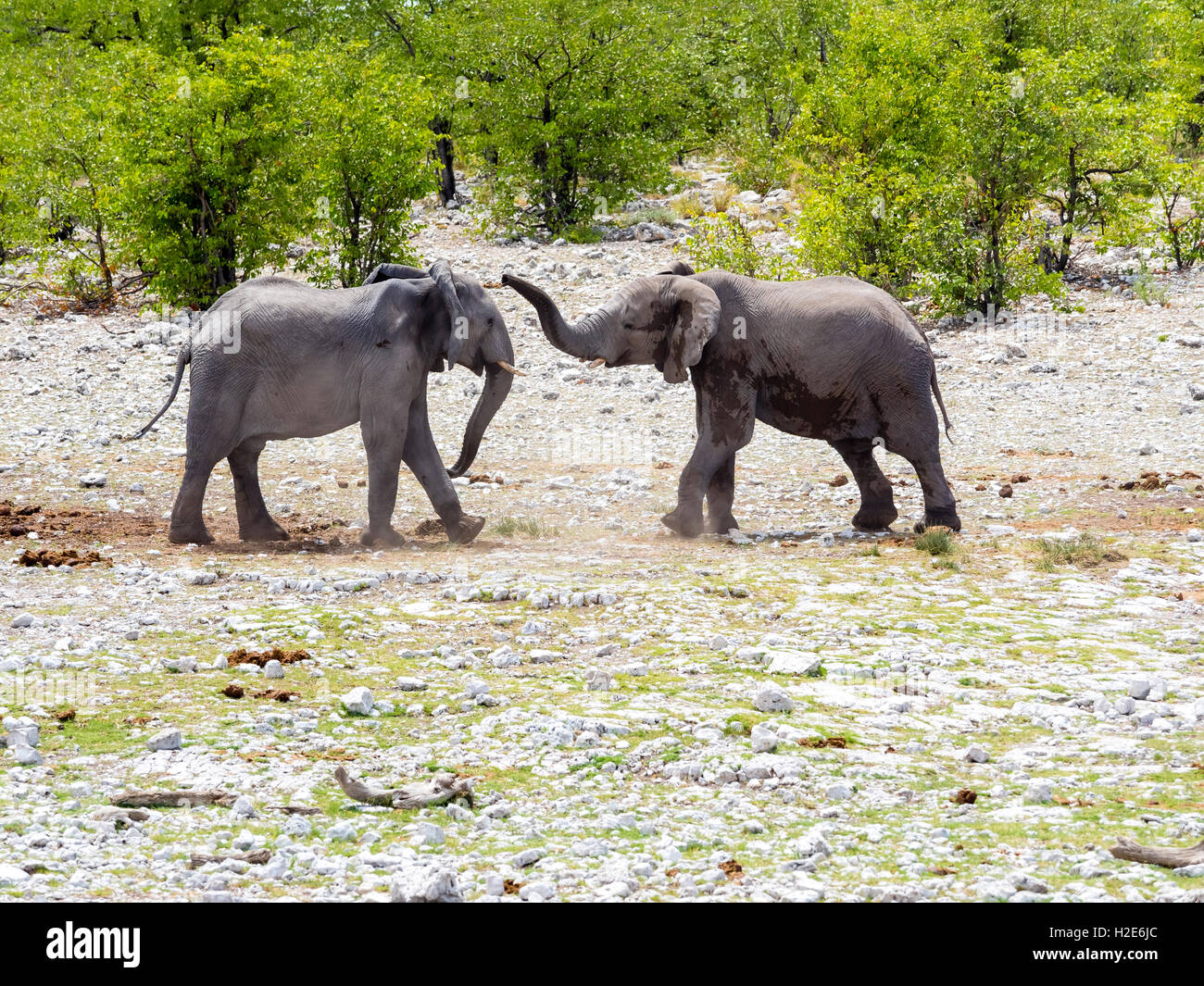 African bush elephants (Loxodonta africana), bulls play fighting, Okaukuejo, Etosha National Park, Namibia Stock Photo