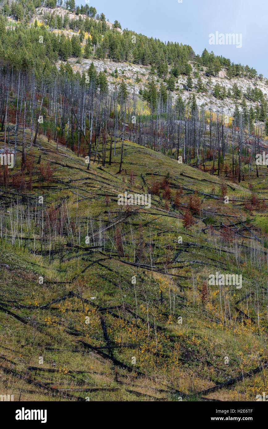 Prescribed forest fire site of 1993, Sawback Range, Bow Valley Parkway, Canadian Rockies, Banff National Park, Alberta Province Stock Photo