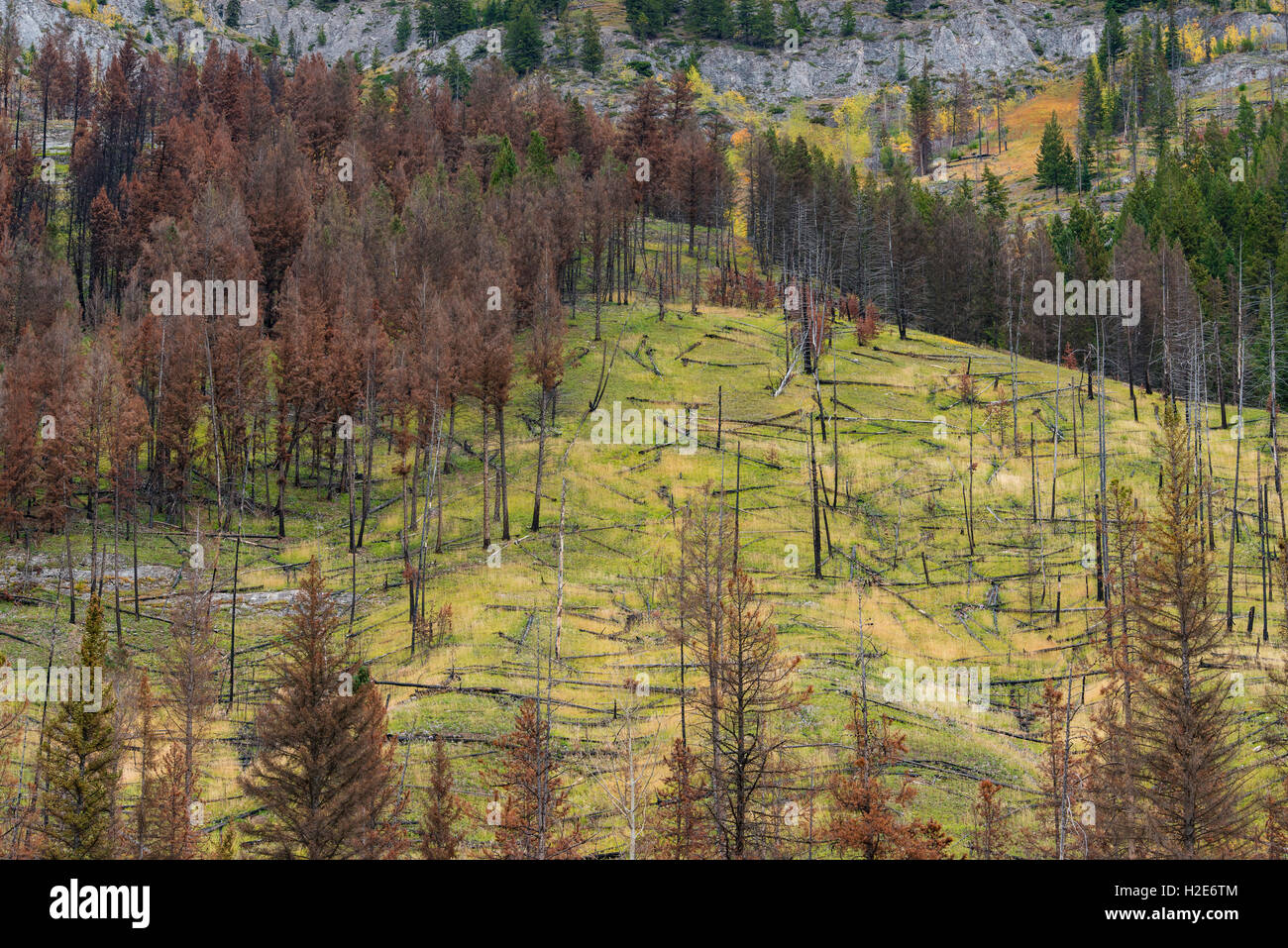 Prescribed forest fire site of 1993, Sawback Range, Bow Valley Parkway, Canadian Rockies, Banff National Park, Alberta, Canada Stock Photo