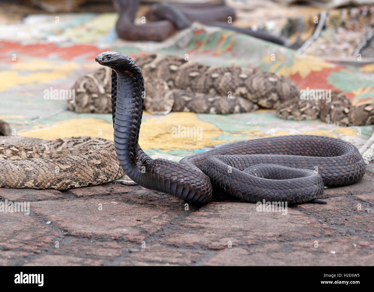 Poisonous snake cobra morocco hires stock photography and images Alamy