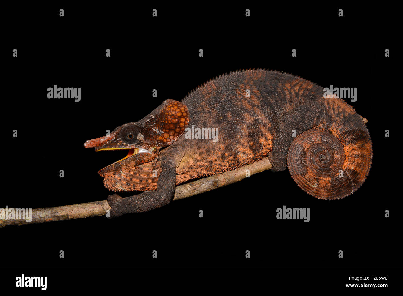 Male shorthorned-chameleon (Calumma brevicorne), rainforest, eastern Madagascar Stock Photo