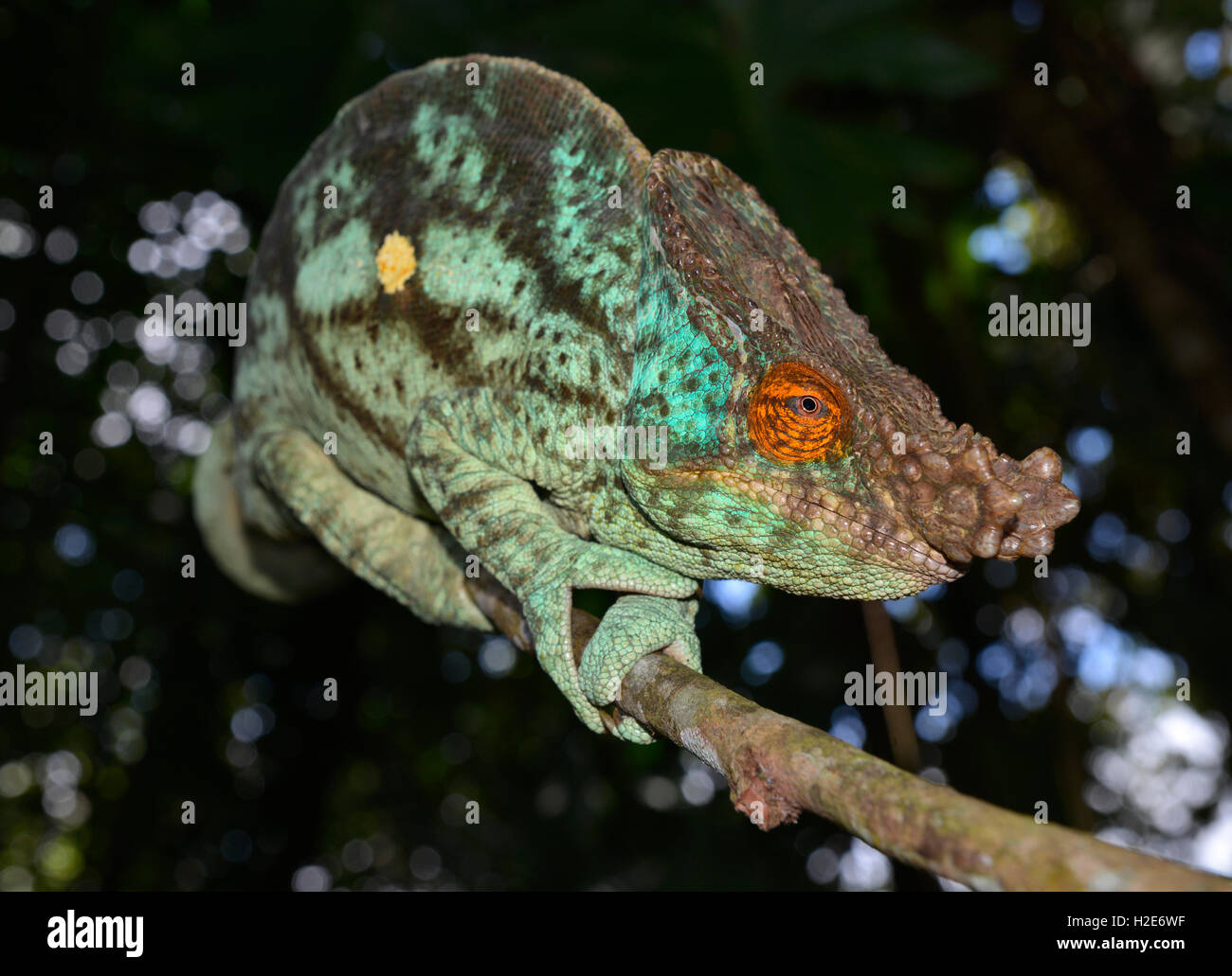 Parson's chameleon (Calumma parsonii parsonii), lowland rainforest, eastern Madagascar Stock Photo