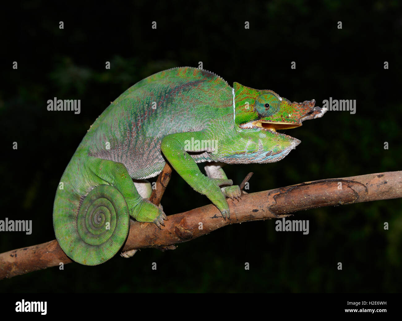 Two-banded or rainforest chameleon (Furcifer balteatus), rainforest, Ranomafana, eastern Madagascar Stock Photo