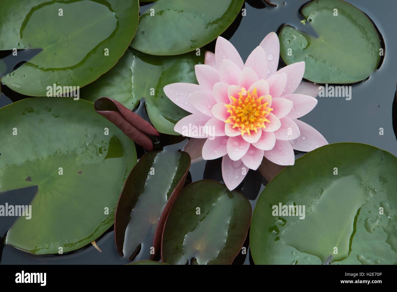 Pink water lily (Nymphaea sp.), Hesse, Germany Stock Photo