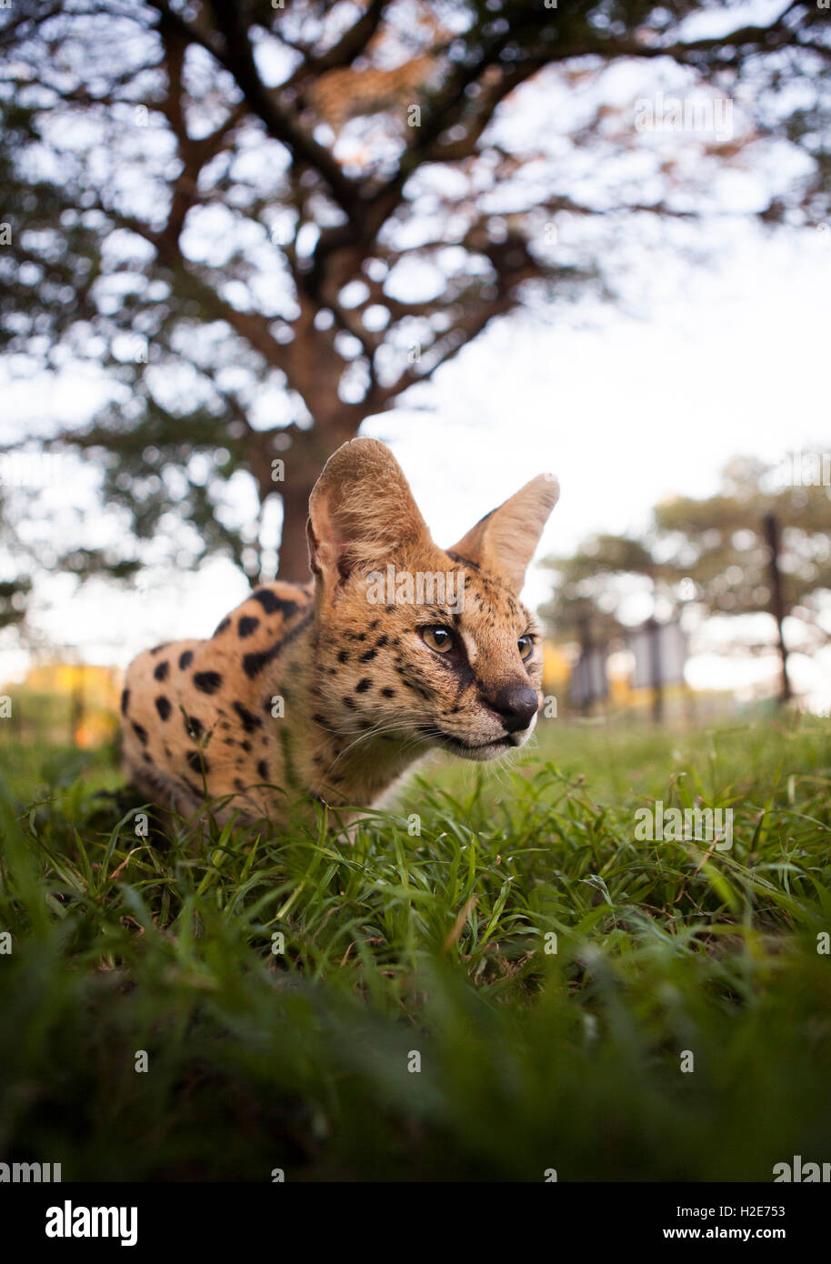 Serval or tierboskat (Leptailurus serval) lying in wait, Emdoneni Project, Hluhluwe, South Africa Stock Photo
