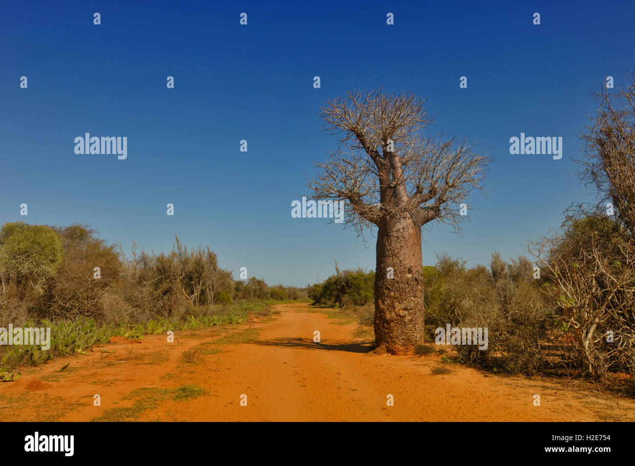 Perrier's Baobab (Adansonia perrieri) tree, Savannah, southwestern Madagascar Stock Photo