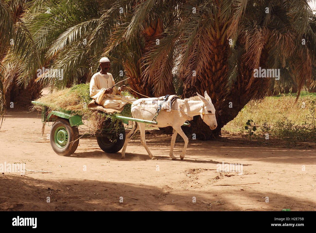 Local man riding donkey cart, Sudan Stock Photo