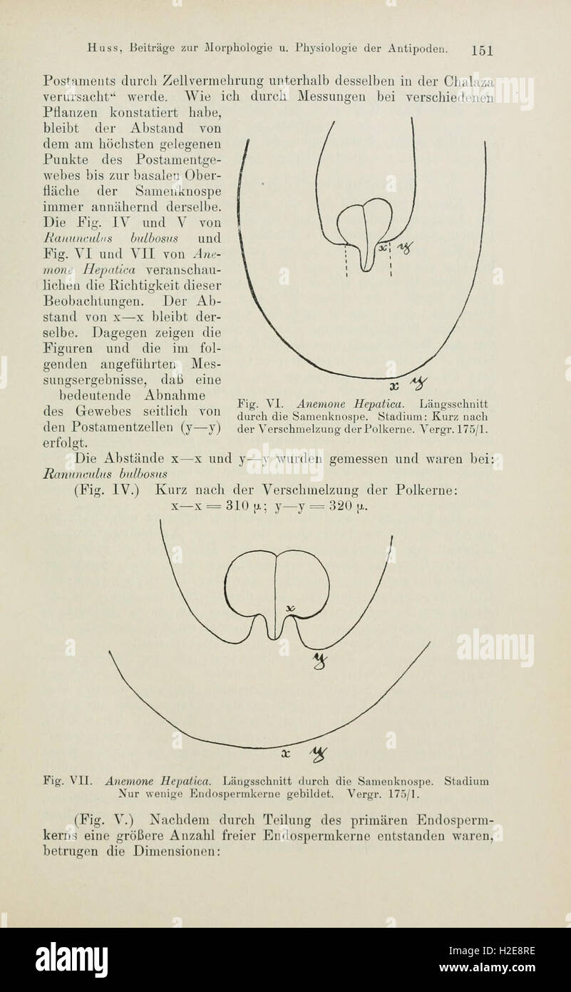 This botanical publication presents a detailed study of plant species ...