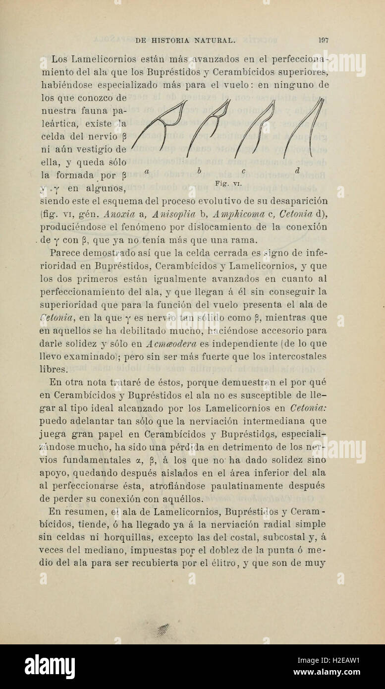 Boletín de la Sociedad Española de Historia Natural (Page 197) Stock Photo