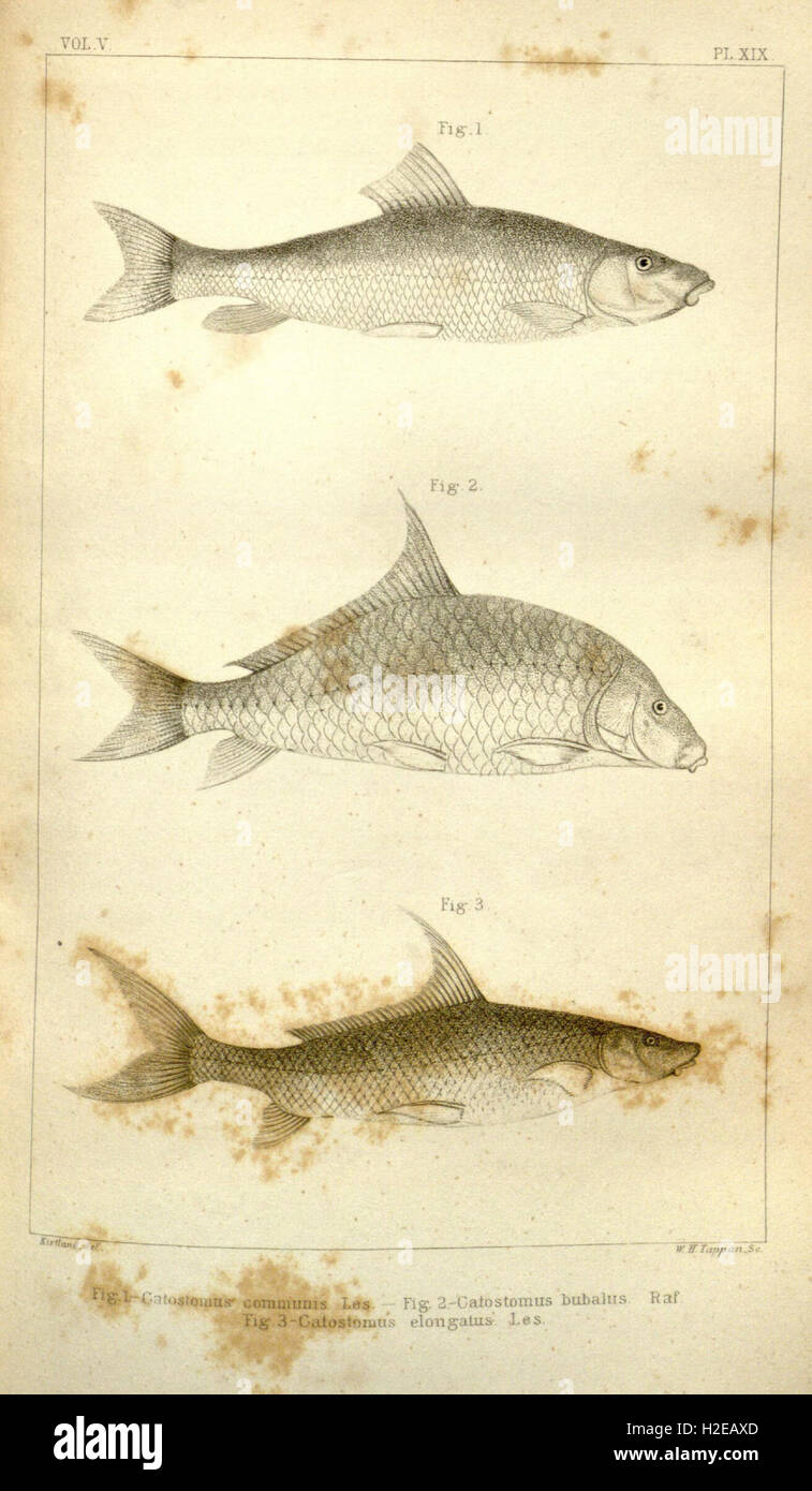 Boston journal of natural history (PL. XIX) Stock Photo