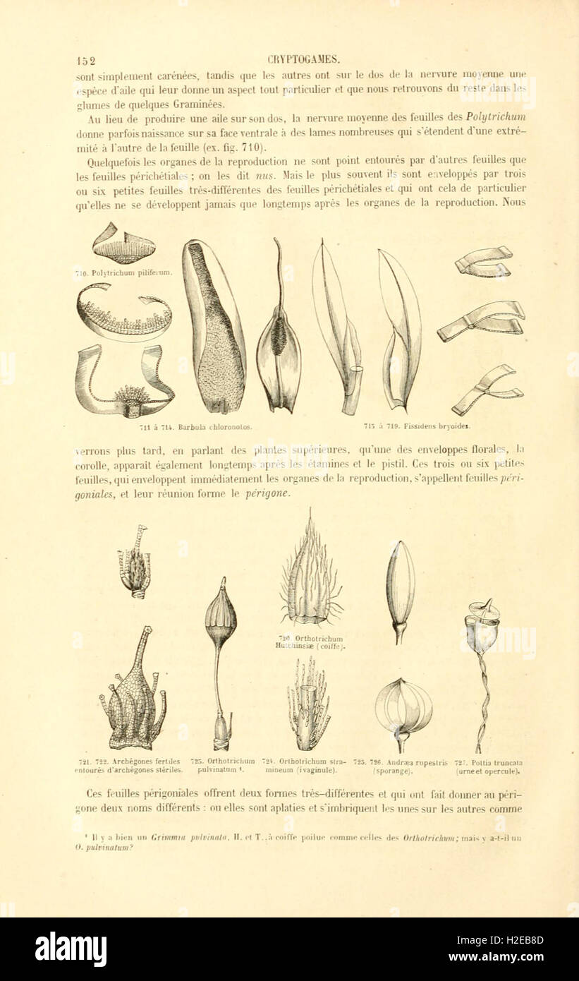 Botanique cryptogamique, ou Histoire des familles naturelles des plantes inférieures (Page 152) Stock Photo