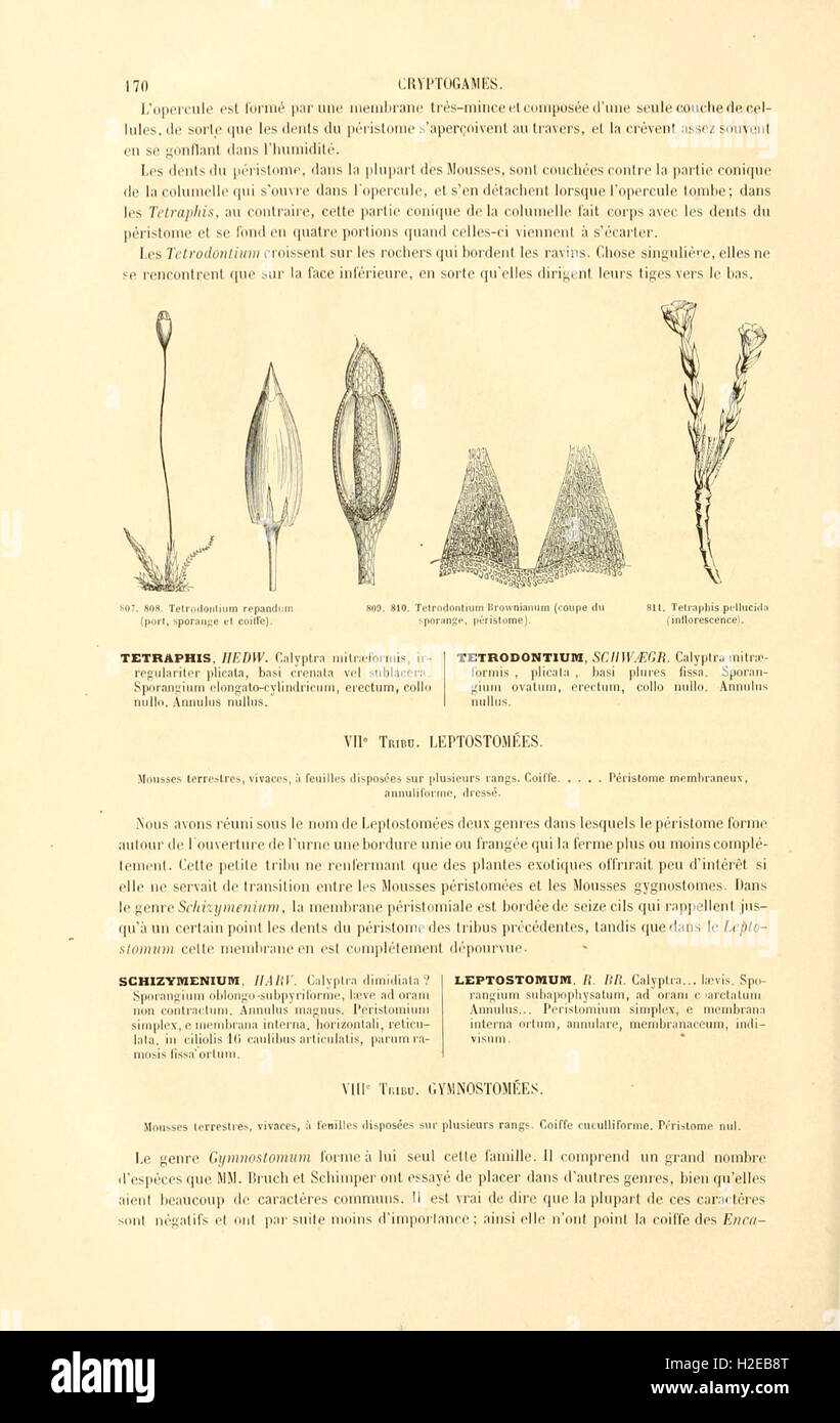 Botanique cryptogamique, ou Histoire des familles naturelles des plantes inférieures (Page 170) Stock Photo