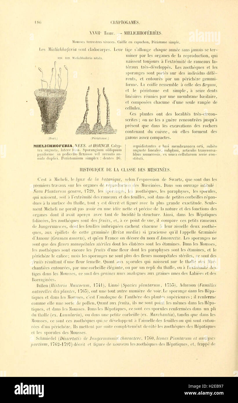 Botanique cryptogamique, ou Histoire des familles naturelles des plantes inférieures (Page 186) Stock Photo