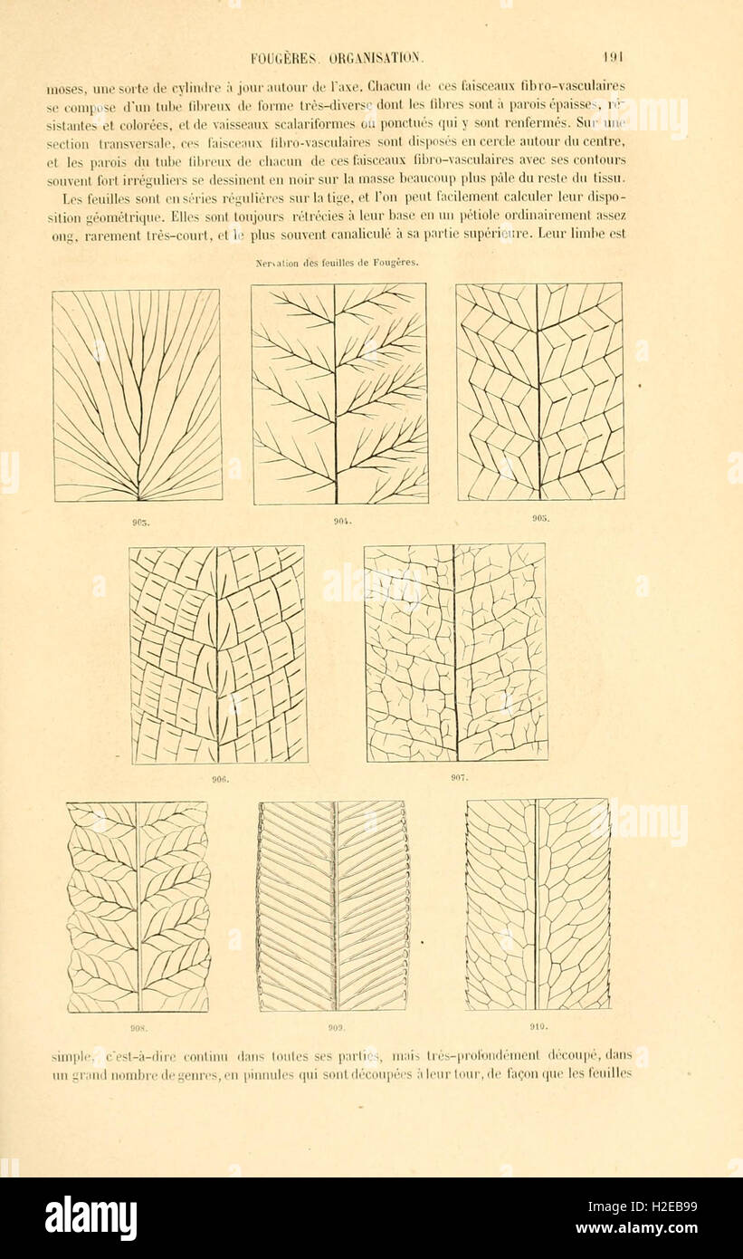 Page 191 of 'Botanique cryptogamique' focuses on cryptogamic plants ...