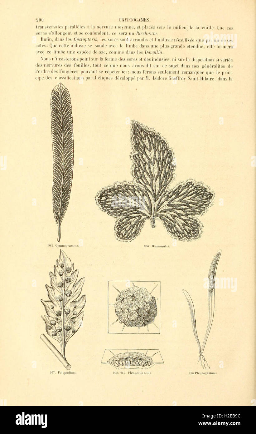 Botanique cryptogamique, ou Histoire des familles naturelles des plantes inférieures (Page 200) Stock Photo