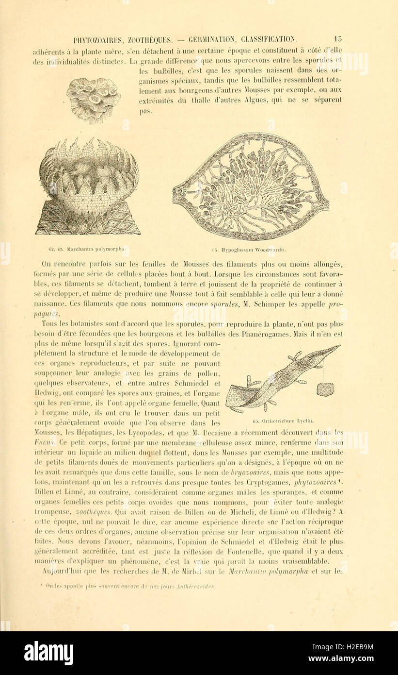 Botanique cryptogamique, ou Histoire des familles naturelles des plantes inférieures (Page 13) Stock Photo