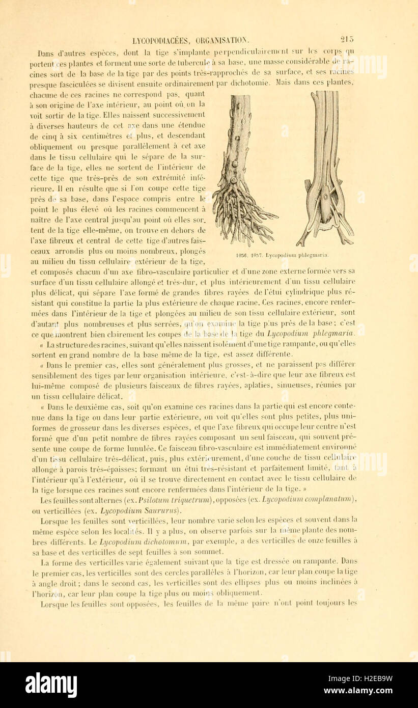 Botanique cryptogamique, ou Histoire des familles naturelles des plantes inférieures (Page 213) Stock Photo