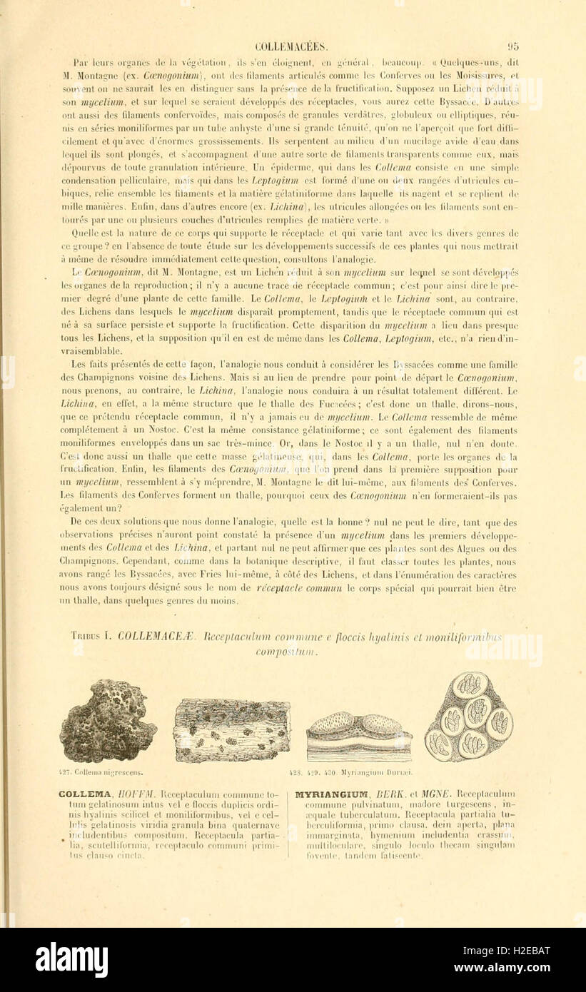 Botanique cryptogamique, ou Histoire des familles naturelles des ...