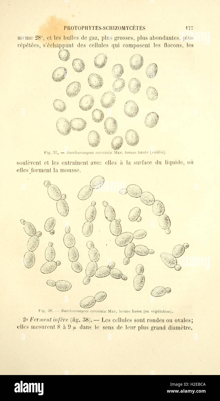 Botanique cryptogamique pharmaco-médicale (Page 177) Stock Photo