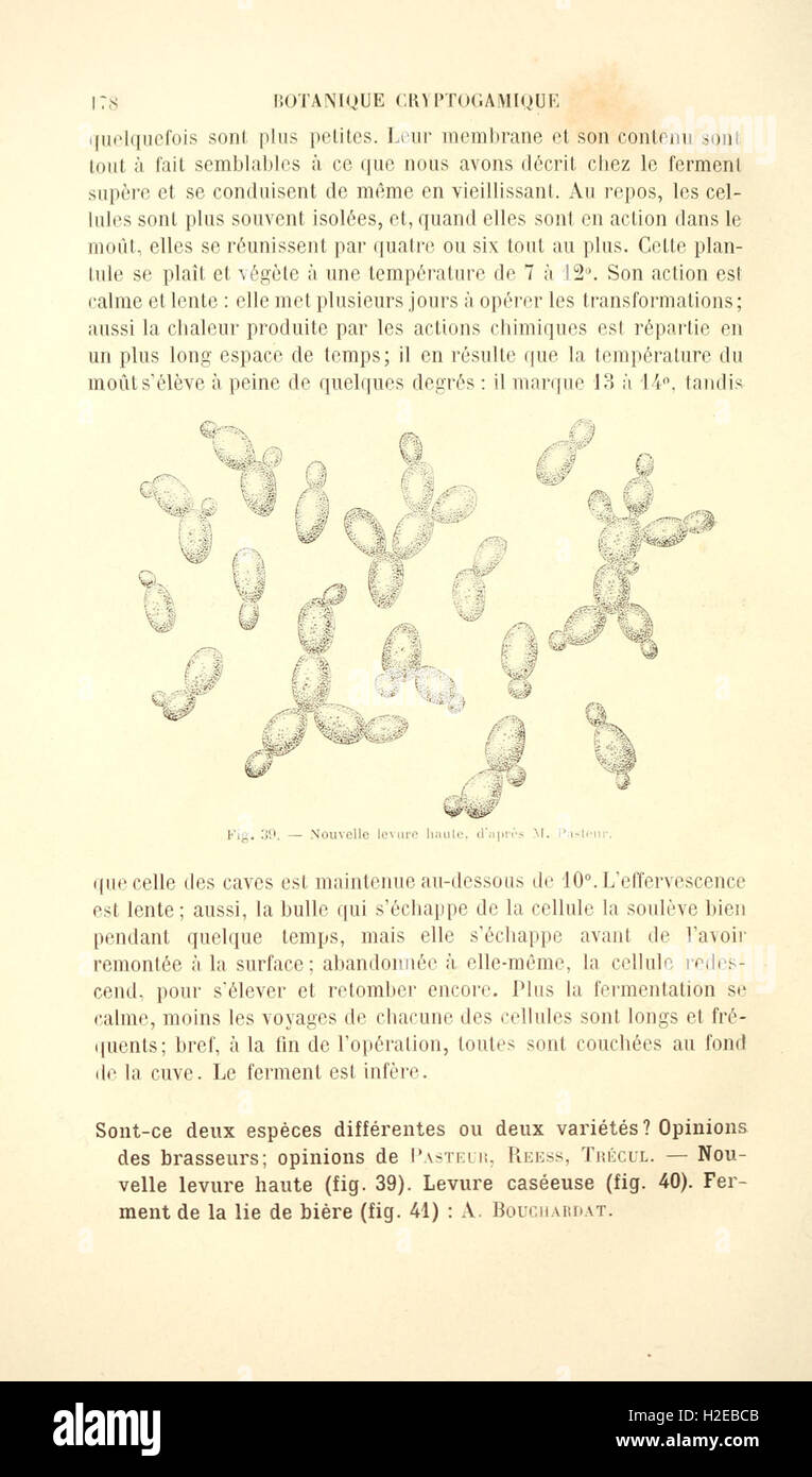 Botanique cryptogamique pharmaco-médicale (Page 178) Stock Photo